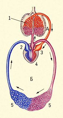 Кровообращение земноводного. Схема