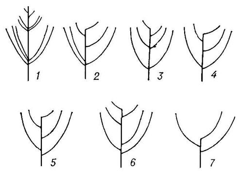 Кроны плодовых деревьев (схема)