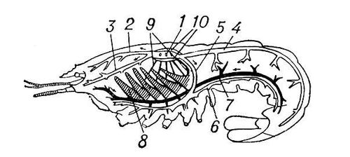 Кровеносная система речного рака