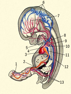 Кровообращение зародыша человека. Схема