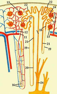 Кровоснабжение нефрона