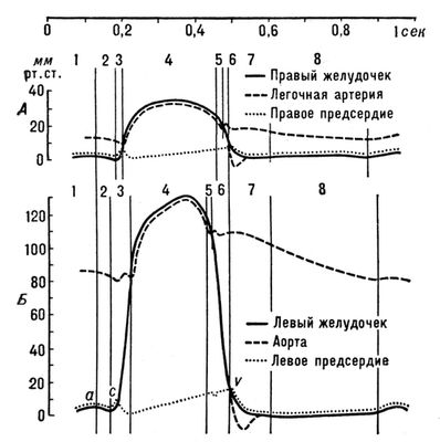 Кривые давления в правых и левых отделах сердца