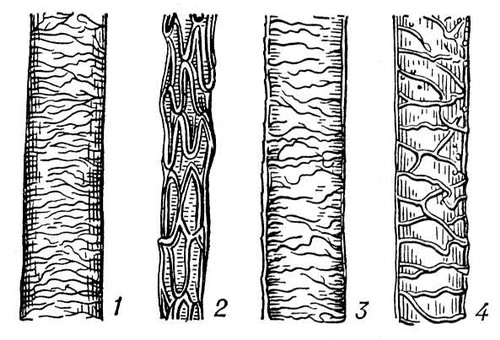 Кутикула волоса (схема)