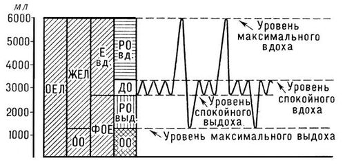 Лёгочные объёмы и ёмкости взрослого здорового мужчины