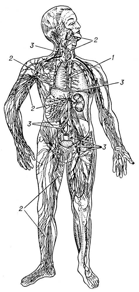Лимфатическая система человека