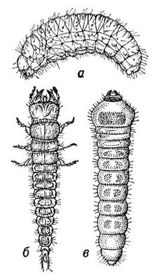 Личинки жуков