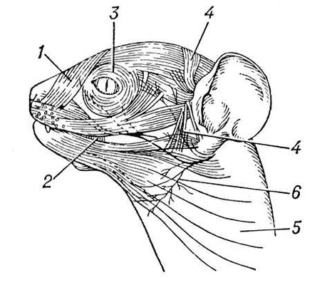 Лицевая мускулатура обезьяны