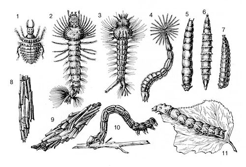 Личинки насекомых