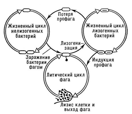 Лизогения. Схема