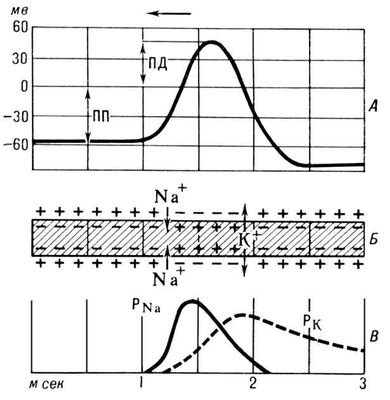 Мембранная теория возбуждения. Потенциал действия (ПД) в нервном волокне (схема)