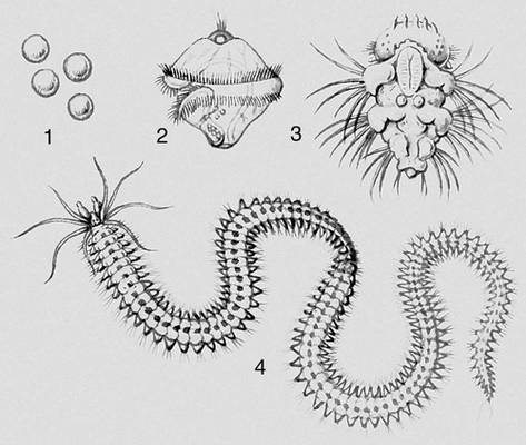 Метаморфоз многощетинкового червя