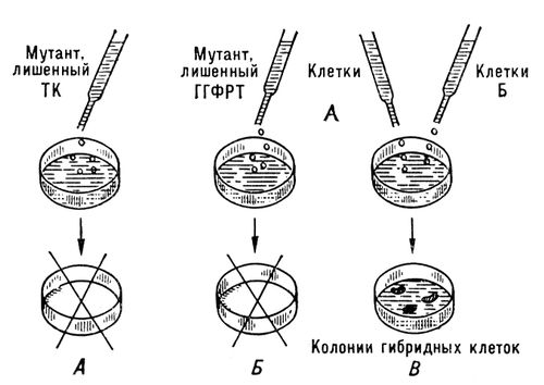 Метод изоляции соматических гибридов