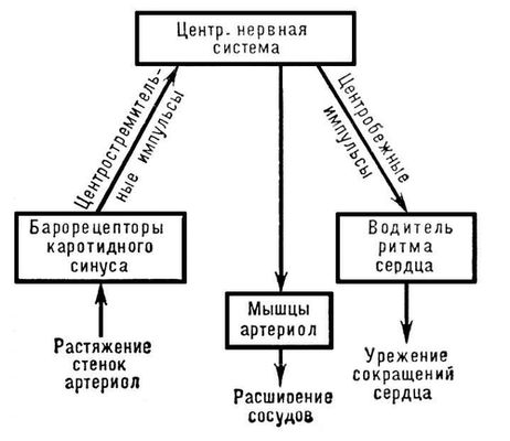 Механизм регуляции артериального давления