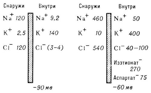 Мембранная теория возбуждения (схема)