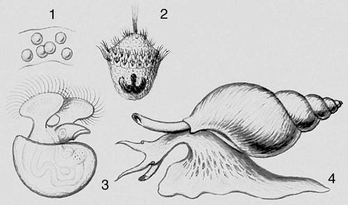 Метаморфоз брюхоногого моллюска