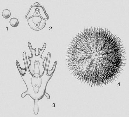 Метаморфоз морского ежа