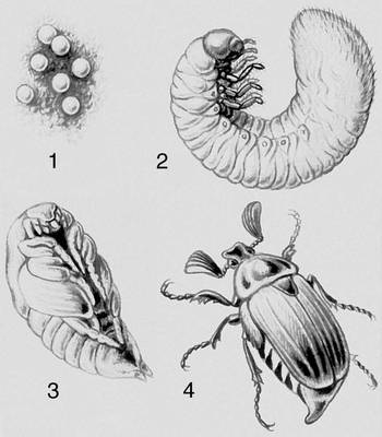 Метаморфоз жука