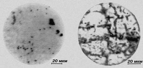 Микрофотографии нетравленого шлифа металла