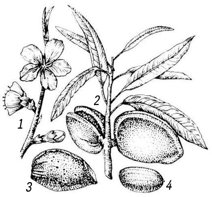 Миндаль обыкновенный