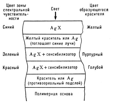 Многослойный цветофотографический материал (схема строения)