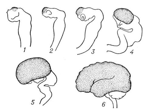 Мозг (эмбриональное развитие)