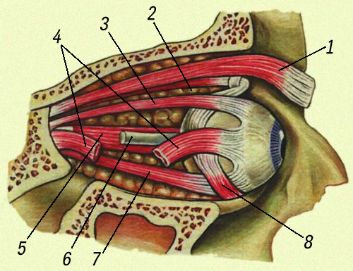 Мышцы глаза