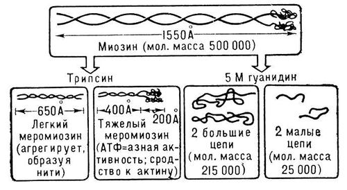 Мышечное сокращение