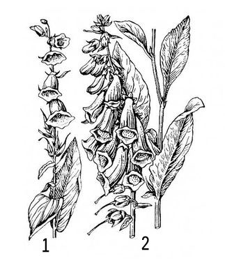 Наперстянки. Примеры