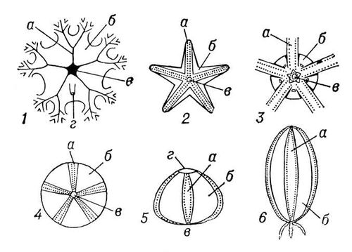 Наружное строение иглокожих (схема)