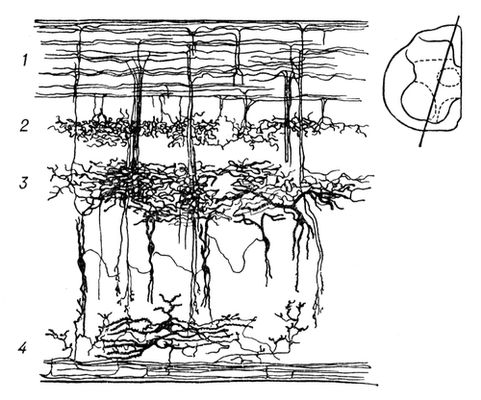 Нервные клетки спинного мозга