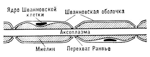 Нервные волокна. Рис.