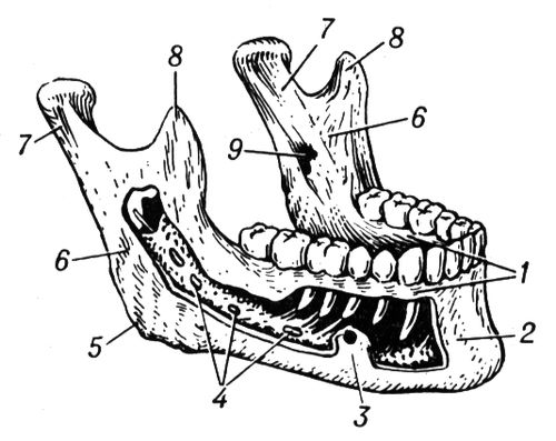Нижняя челюсть человека