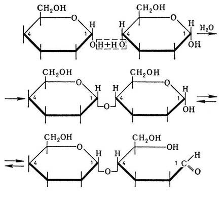 Образование невосстанавливающего дисахарида