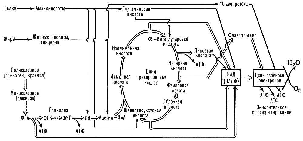 Образование АТФ при хемоорганотрофном типе энергетического обмена