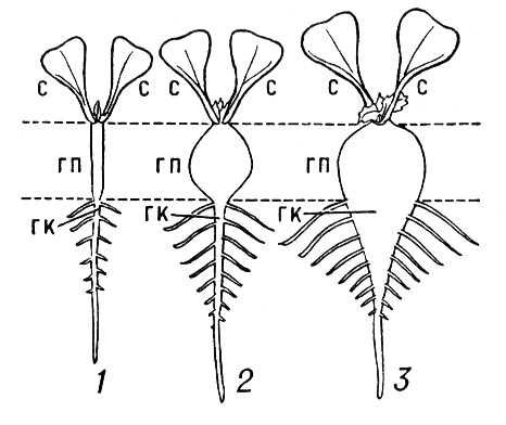 Образование «корнеплода» (схема)