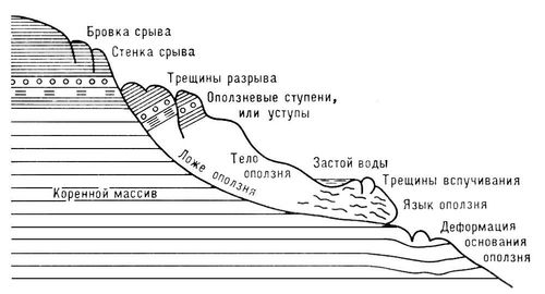 Опелзень. Продольный разрез