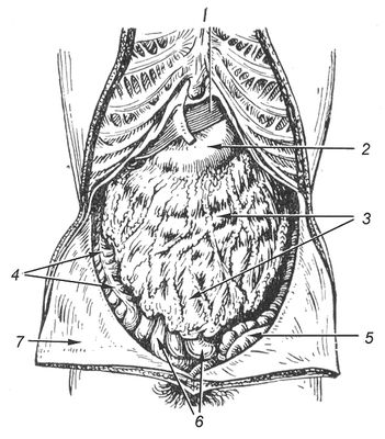 Органы брюшной полости