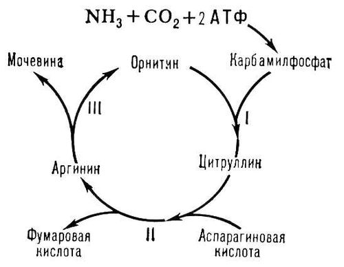 Орнитиновый цикл. Рис.