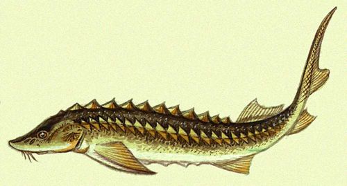 Осетр (Голарктическая область)
