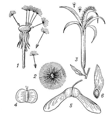Плоды и семена с приспособлениями для переноса их ветром