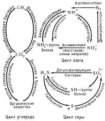 Почвенные микроорганизмы