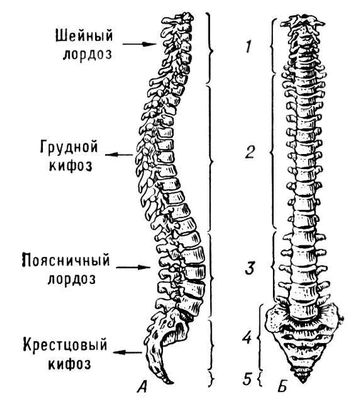 Позвоночный столб (вид сбоку и спереди)