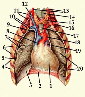Положение сердца в околосердечной сумке