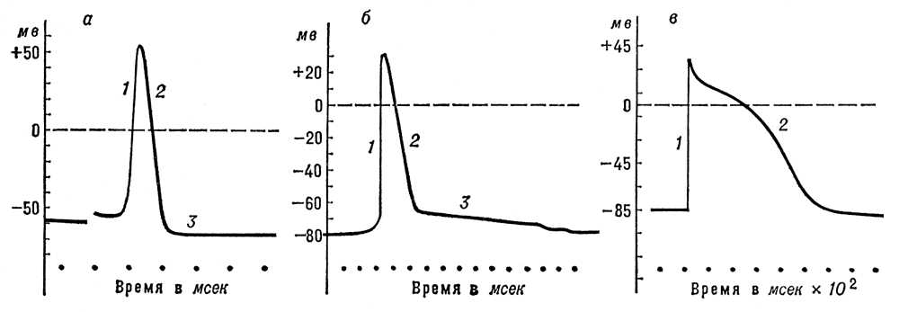 Потенциалы действия