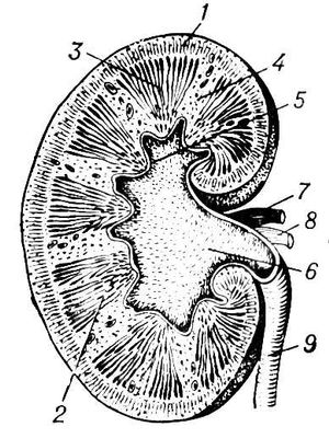 Почка человека (продольный разрез)