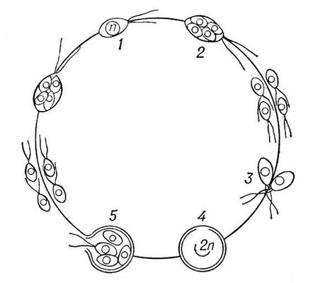 Процесс копуляции в цикле развития водоросли