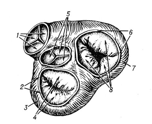 Предсердно-желудочковые клапаны