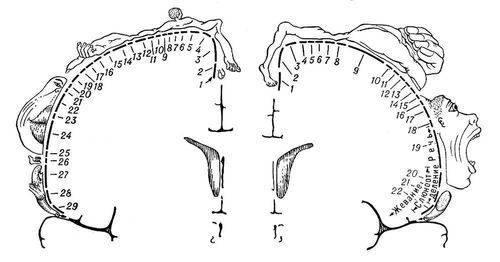 Представительство чувствительных и двигательных функций тела