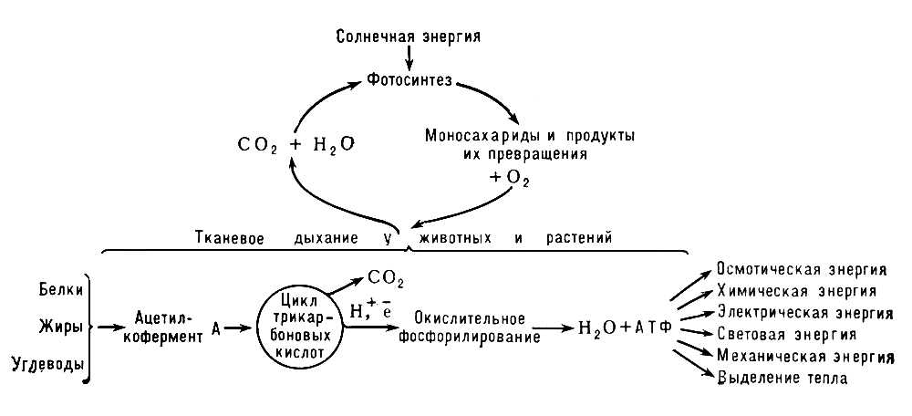 Превращения энергии в живых клетках (схема)