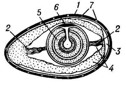 Птичье яйцо (схема строения)